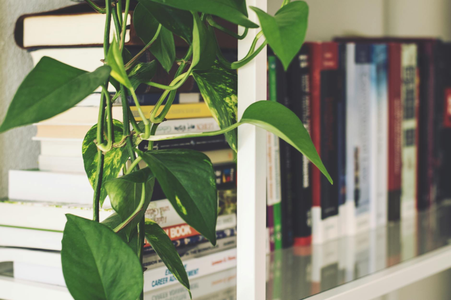 Veld Studio Brimwood Slim Bookshelf